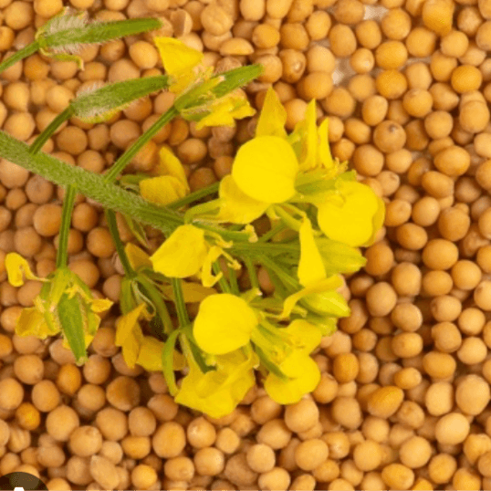 Mustard Seed at with love beauty bar in Brooklyn, NY